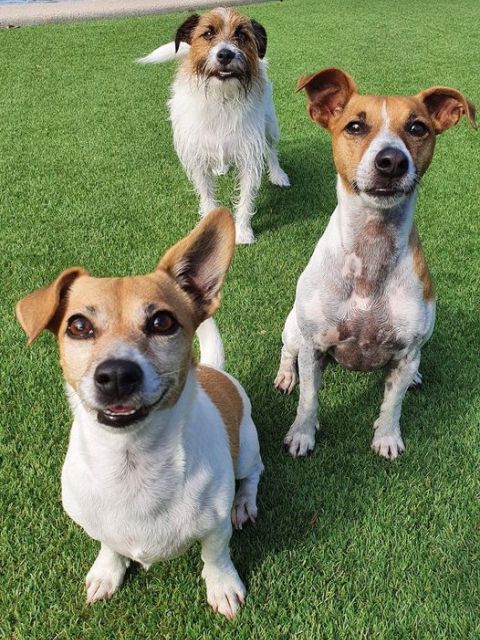 Townsville Pet Resort | Small Dogs Accommodation